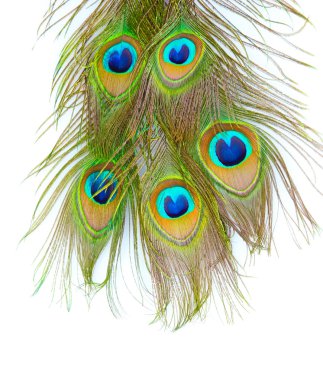 Peacock feathers on white background close-up clipart