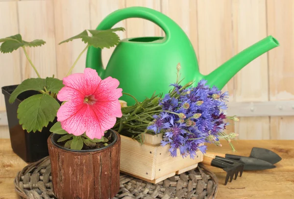 水まき缶、ツールおよび木製の背景上に花 — ストック写真