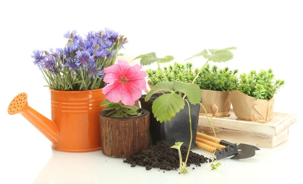 Annaffiatoio, attrezzi e piante in vaso isolato su bianco — Foto Stock