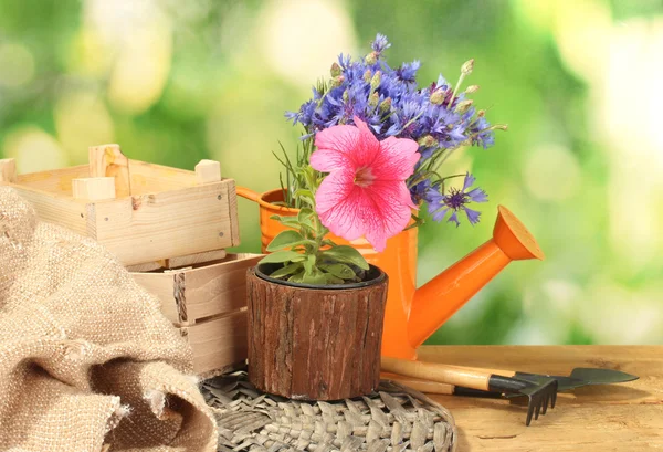 Regar lata, ferramentas e flores na mesa de madeira no fundo verde — Fotografia de Stock