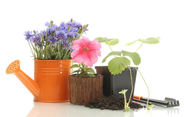 喷壶、 工具和植物的花盆上白色隔离 — 图库照片