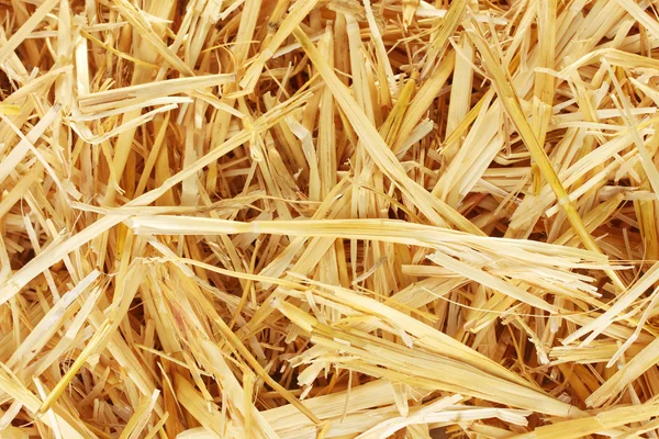 Golden straw texture background close-up — Stock Photo, Image