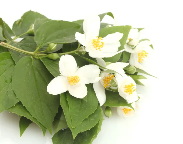 Krásné jasmínovými květy s listy izolované na bílém — Stock fotografie
