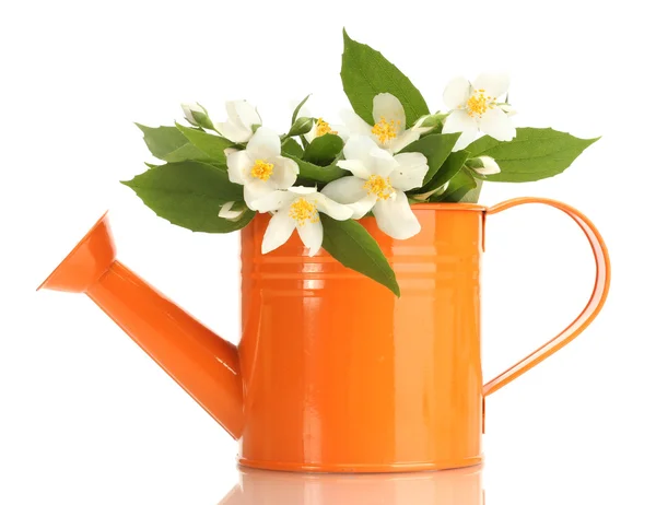 stock image Beautiful jasmine flowers with leaves in watering can isolated on white