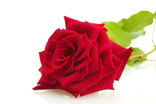 Belle rose rouge isolée sur blanc — Photo