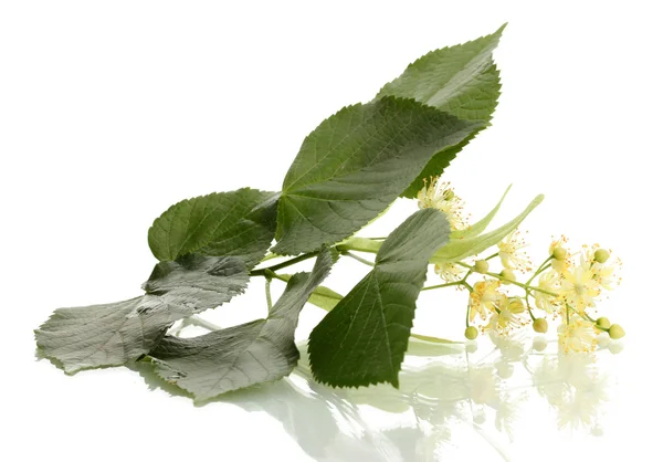 Branche de fleurs de tilleul isolée sur blanc — Photo