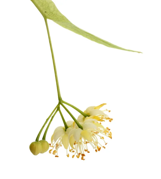 Pobočka lipové květy izolované na bílém — Stock fotografie