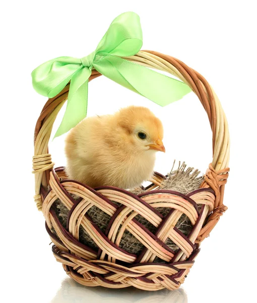Beautiful little chicken in basket isolated on the white — Stock Photo, Image
