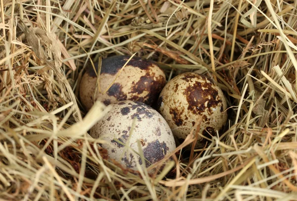 घास के घोंसले में कुंडली अंडे बंद-अप — स्टॉक फ़ोटो, इमेज