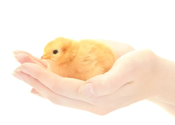 Όμορφη μικρή κοτόπουλο στα χέρια απομονωμένη στο λευκό — Φωτογραφία Αρχείου