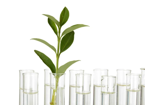 Test-buizen met een transparante oplossing en de plant op witte achtergrond close-up — Stockfoto