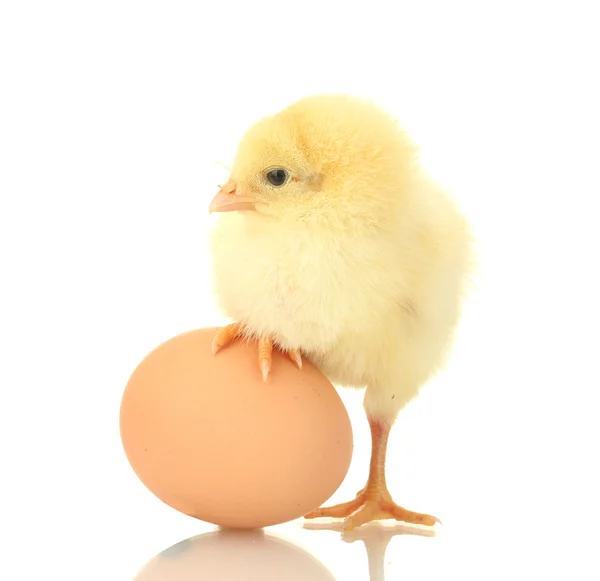 Frango pequeno bonito e ovo isolado no branco — Fotografia de Stock