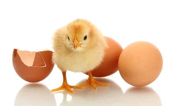 Piękny mały kurczak, skorup i jaj na białym tle — Zdjęcie stockowe
