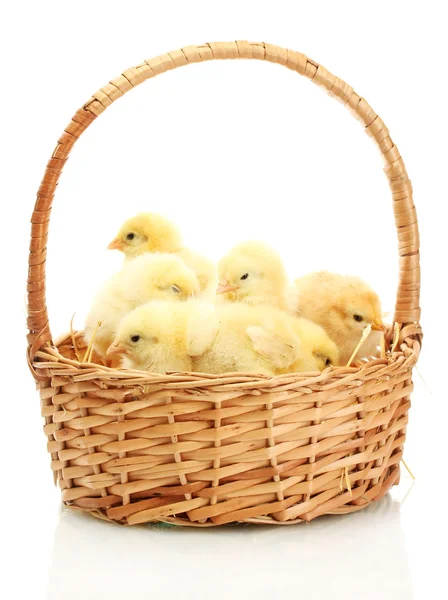 Красивые маленькие цыплята в корзине изолированы на белом — стоковое фото