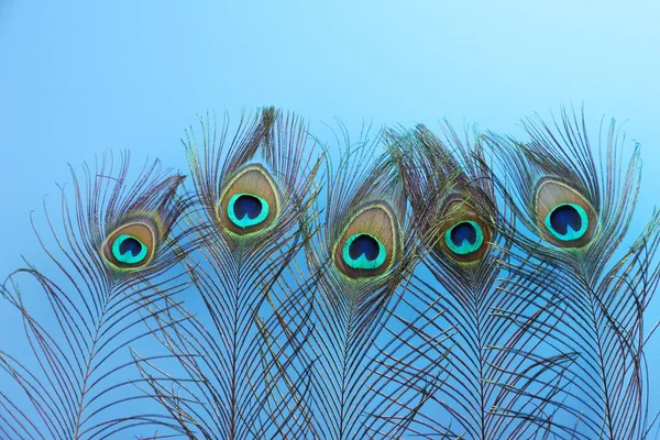 Mavi arkaplanda tavus kuşu tüyleri — Stok fotoğraf