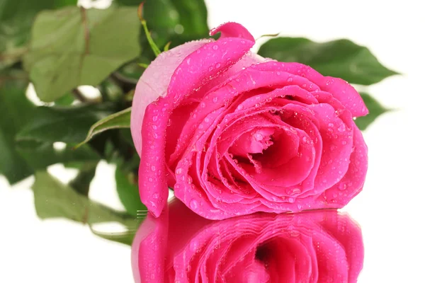 Красивая розовая роза на белом фоне крупным планом — стоковое фото