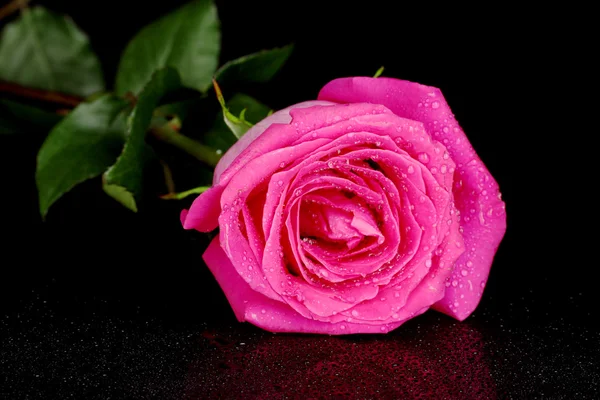 Piękna róża różowy na czarnym tle z bliska — Zdjęcie stockowe