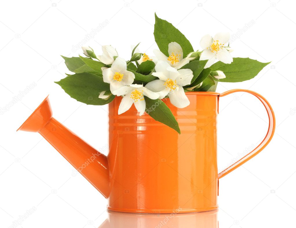 Beautiful jasmine flowers with leaves in watering can isolated on white