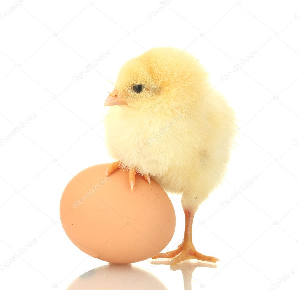 Beautiful little chicken and egg isolated on the white