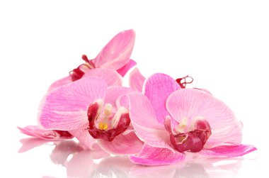 güzel orkide çiçek üzerinde beyaz izole
