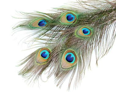 Peacock feathers on white background close-up clipart