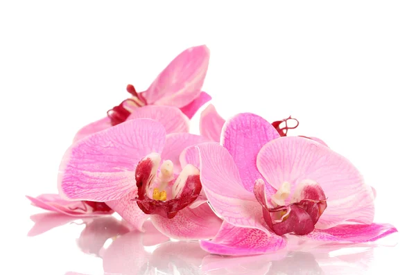 Beautiful blooming orchid isolated on white — Stock Photo, Image