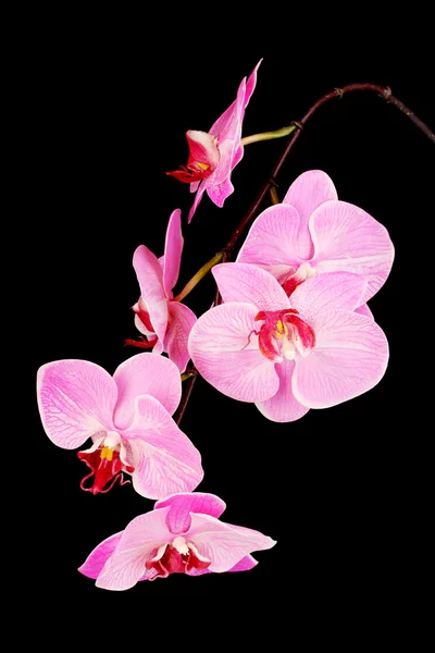 Vackra blommande orkidé isolerade på svart — Stockfoto