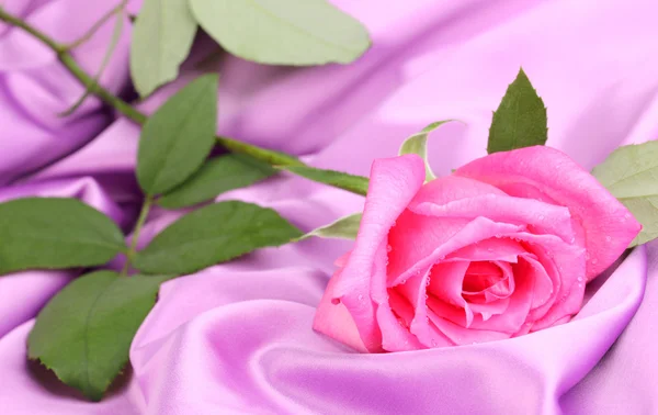 Bela rosa em pano lilás — Fotografia de Stock