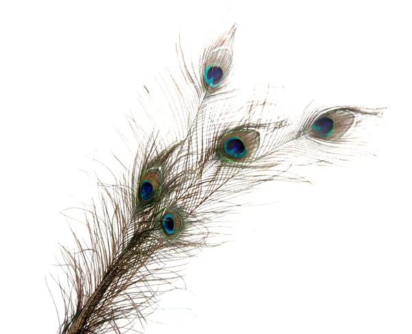Peacock Feathers on white background — Stock Photo, Image