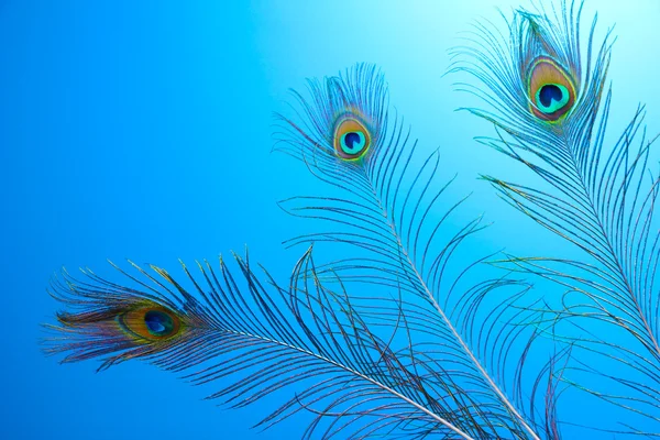 Plumas de pavo real sobre fondo azul — Foto de Stock