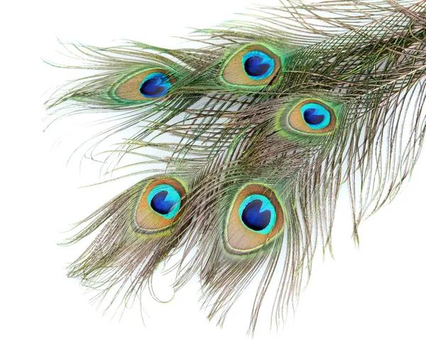 Peacock feathers on white background close-up — Stock Photo, Image