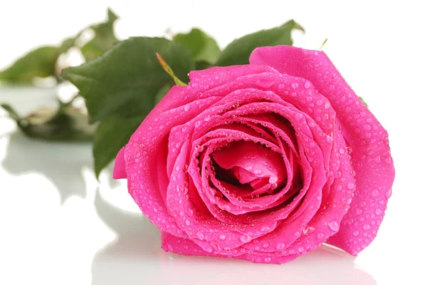 Krásné růžové růže na bílém pozadí detail — Stock fotografie