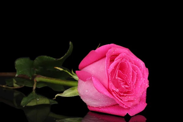 Rosa bonita rosa no fundo preto close-up — Fotografia de Stock