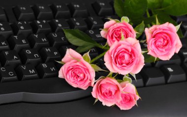 Pink roses on keyboard close-up internet communication