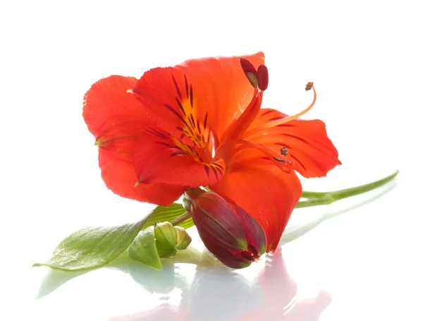 Alstroemeria flor roja aislada en blanco — Foto de Stock