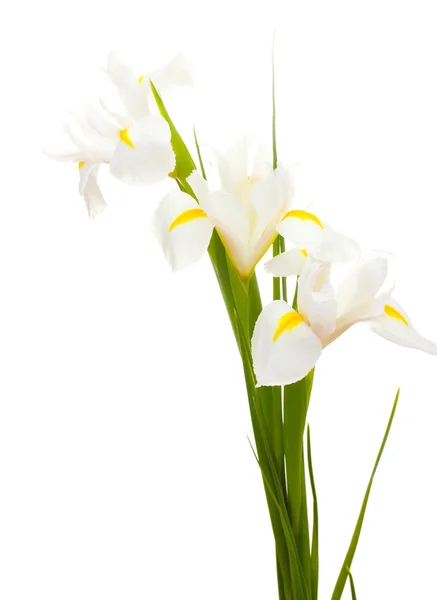 Piękne Irysy na białym tle — Zdjęcie stockowe