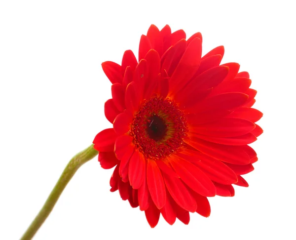 Beautiful red gerbera isolated on white — Stock Photo, Image