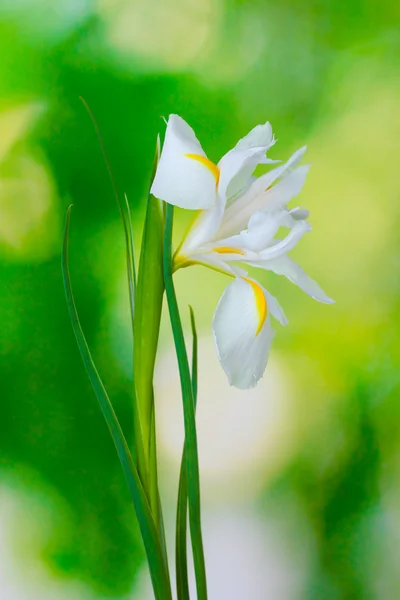 Vacker iris på grön bakgrund — Stockfoto