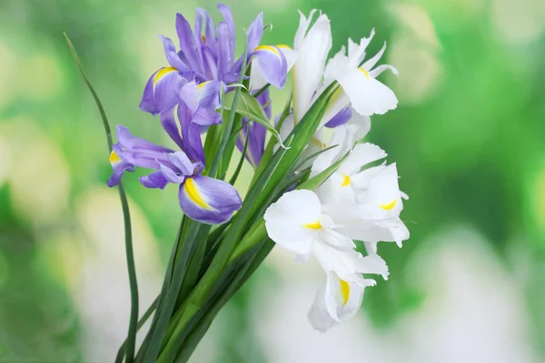 Mooie lichte irissen op groene achtergrond — Stockfoto