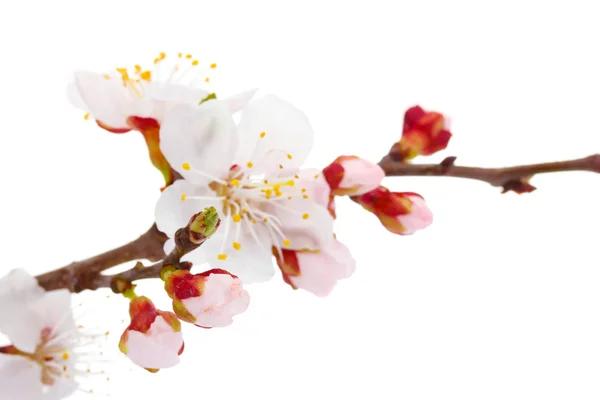 Schöne Aprikosenblüte isoliert auf weiß — Stockfoto
