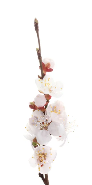 白で隔離される美しいアンズの花 — ストック写真