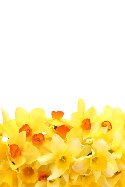 Belles jonquilles jaunes isolées sur blanc — Photo