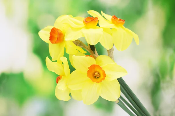 Hermosos narcisos amarillos sobre fondo verde — Foto de Stock