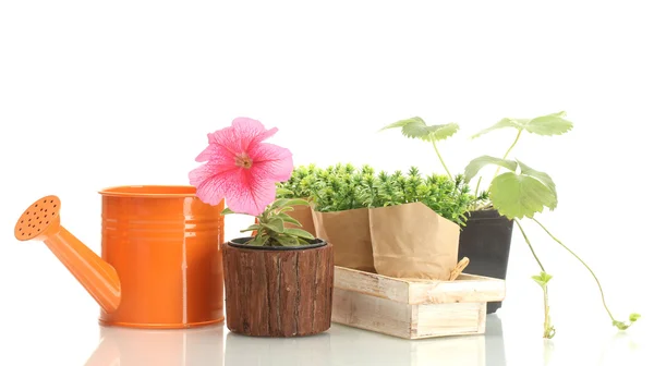 Regando lata, flor e plantas em vasos isolados em branco — Fotografia de Stock