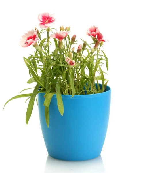 Goździk kwiaty w wazon na białym tle — Zdjęcie stockowe