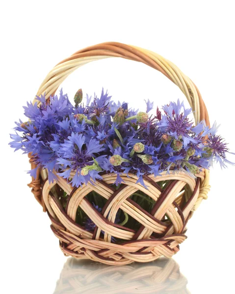 stock image Cornflowers in basket isolated on white