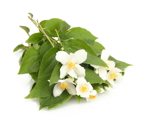 Hermosas flores de jazmín con hojas aisladas en blanco — Foto de Stock