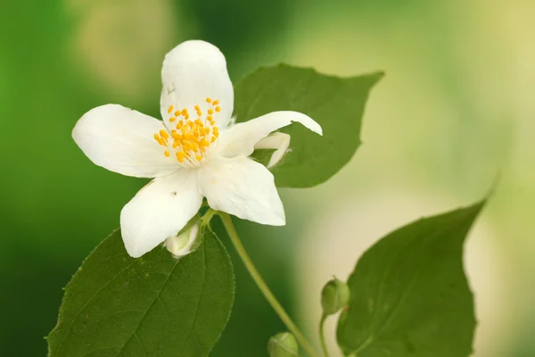 Beautiful jasmine flower with leaves on green background — Stock Photo, Image