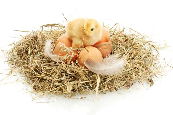Beautiful little chicken, eggs and eggshell in nest, isolated on the white — Stock Photo, Image