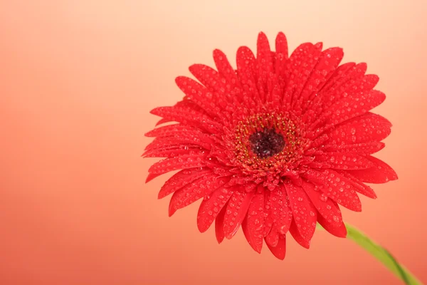 Beautiful gerbera on red background close-up — Stock Photo, Image